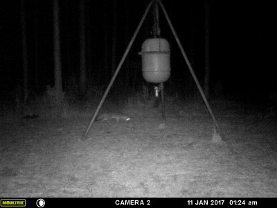 Gray fox checking to see if there might be a mouse or rat around the feeder.  I've seen foxes eat corn, too.