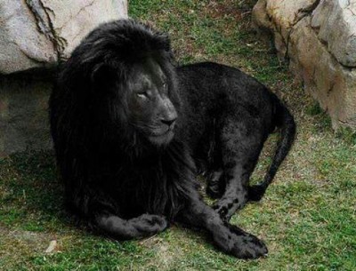 blklion228.JPG