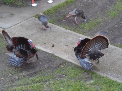 20170226_084732[1].jpg