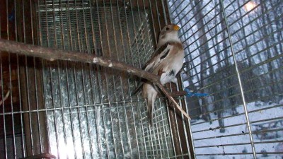 Molly's bird 006.JPG