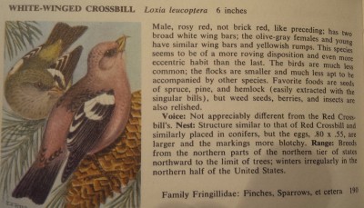 White-Winged Crossbeak.jpg