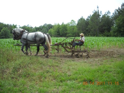 Cultivating his last corn crop.