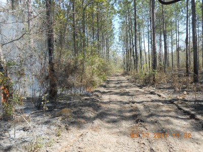 Lookin' east down a fire break, yesterday on right and today's fire on the left.