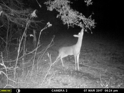 Doing his thing with the licking branch as is the one behind him.