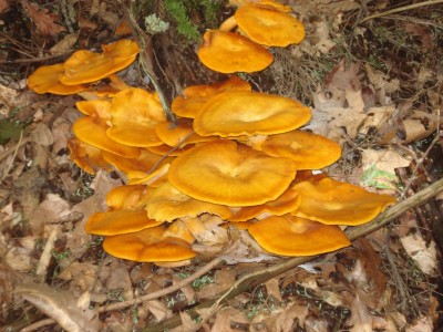 DSC02505.JPG