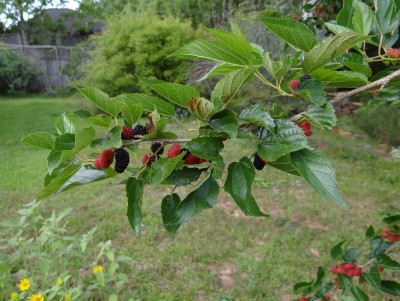 Mulberries