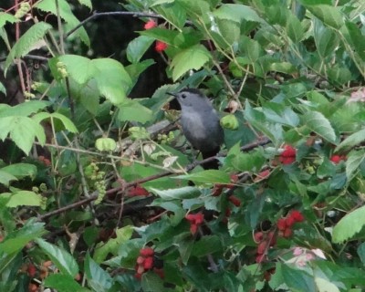 Catbird