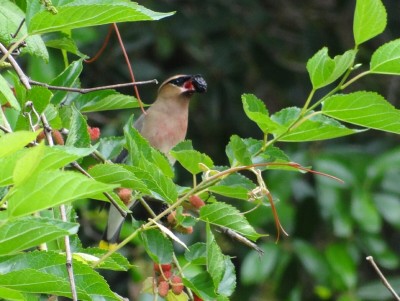 Cedar Waxwing