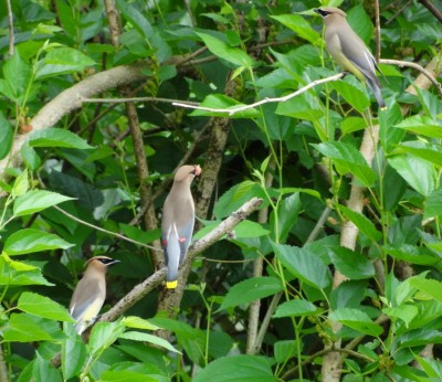 Cedar Waxwings