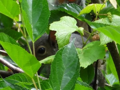 Eyes and ears