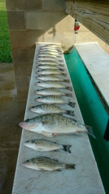 Crappie.jpg
