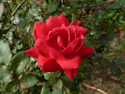 P1010734.JPG