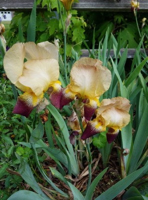 20170429_115818.jpg
