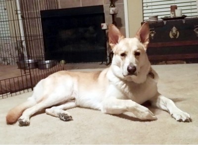Joshka - 16 months old - April 2017b.jpg