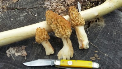 20170509_142732.jpg