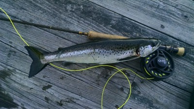 IMG_20170512_185848361.jpg