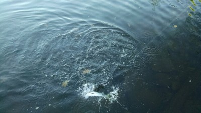 IMG_20170512_185610263.jpg