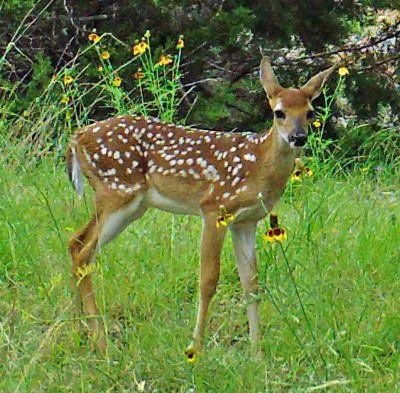 South Central Texas Fawn