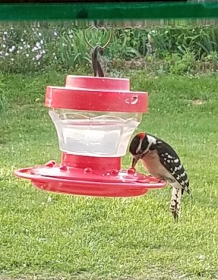 20170523_183603.jpg