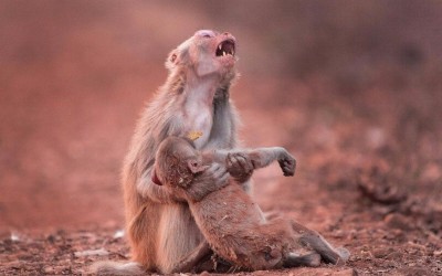 monkey.jpg
