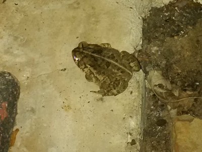IMG_20170614_205447_edit_edit.jpg