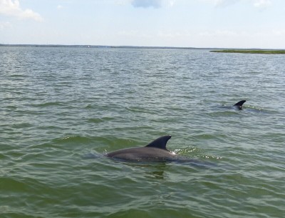Dolphins off Bayou la Batre