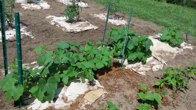20170623_150055.jpg