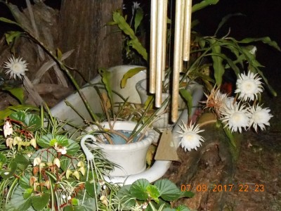 The Night-blooming Cereus plant is a pot inside an old claw foot tub beside my shop.  This pic shows the 7 blooms.