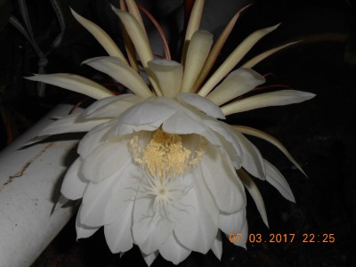 An individual bloom, very delicate.  They close by daylight, never open again and in a few days fall from the plant.
