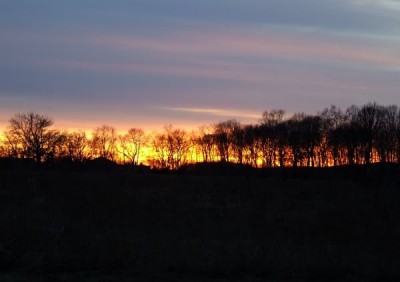 2006_02170049treesd.jpg