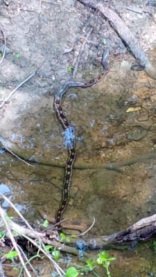 Texas rat snake