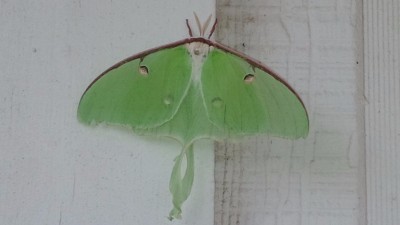 IMG_20140530_120509.jpg