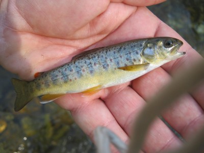 IMG_4882.JPG