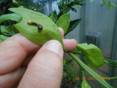 Looks like bird droppings on an orange tree leaf, natural camo, birds won't eat them.