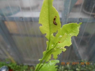 small Orange Dog, just starting out