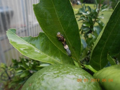 As they grow they continue to defoliate the tree