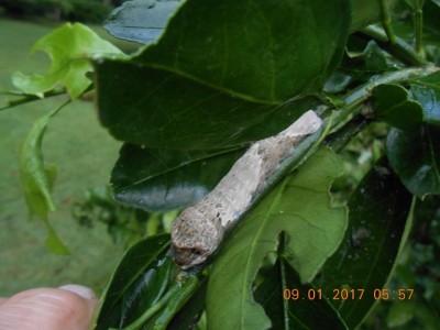 Blends in with the branch