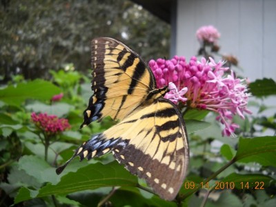 Couldn't find one to photograph today, from a few years ago, Giant Swallowtail