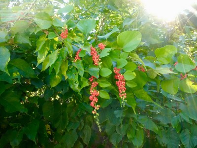 Snailseed vine berries