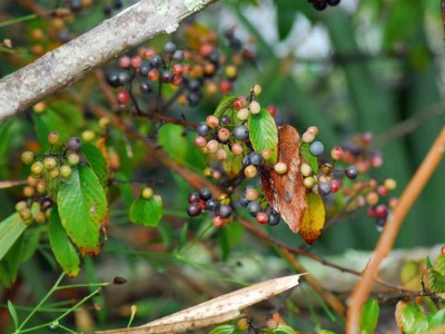 Supplejack berries