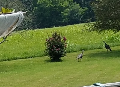 20170730_151925.jpg