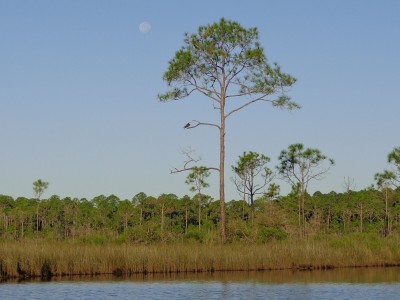 Osprey and moon1.jpg