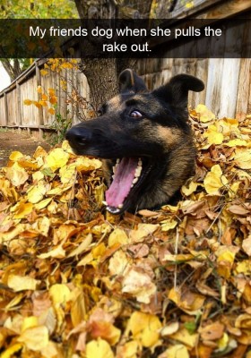 980x.jpg Dog.jpg