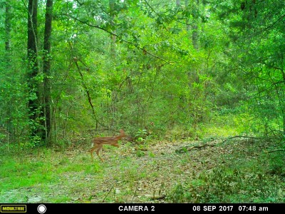 MFDC1862 (2).JPG (1.23 MiB) Viewed 4243 times A few steps behind momma.