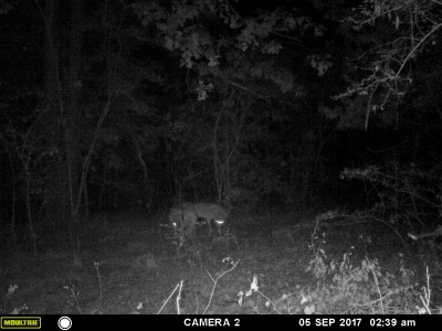 MFDC1665 (2).JPG (651.24 KiB) Viewed 4243 times Hoping momma and baby can stay out of these nasty critters way.