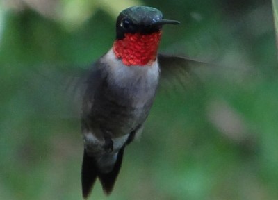 Ruby Throated Hummingbird