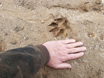 Wolf.jpg