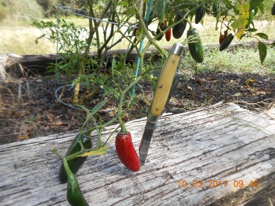 old Winterbottom Queen #49 ready to harvest Jalapenos!