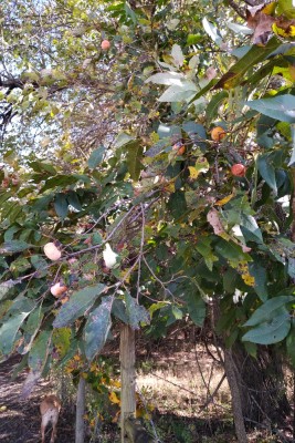Native persimmons