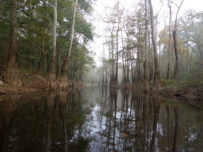 Swamp